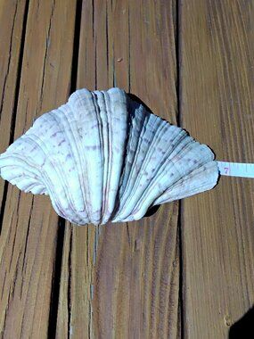 Clam Shell Tridacna Sea Shell Coastal Decor. 6.5"